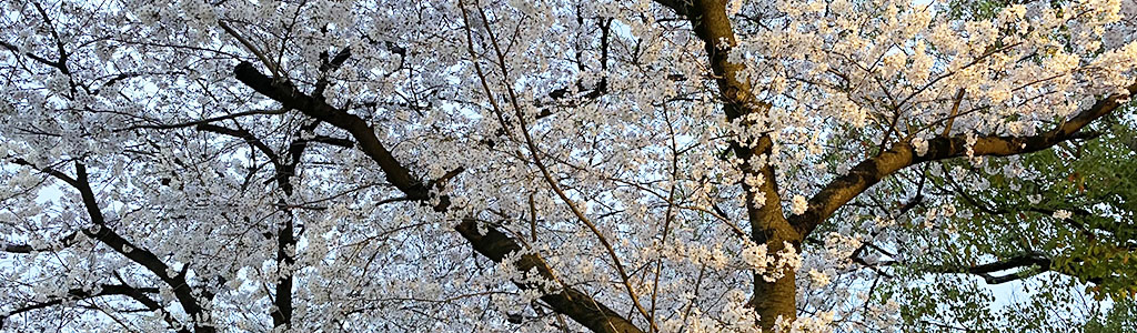 写真：夕暮れの桜